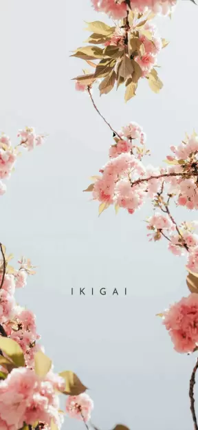 Ikigai: Finding Your Purpose Cherry Blossoms and Serenity