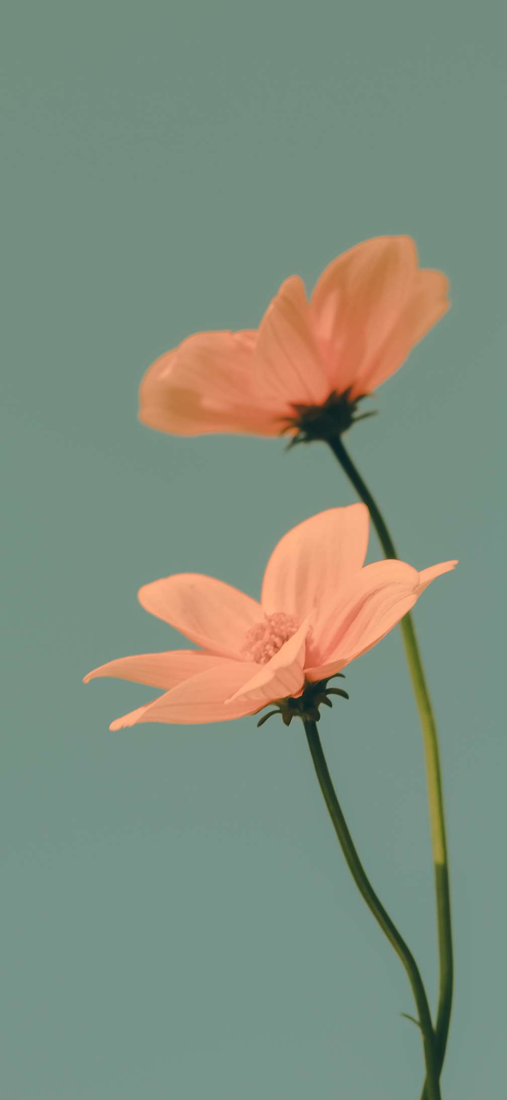 orange flower