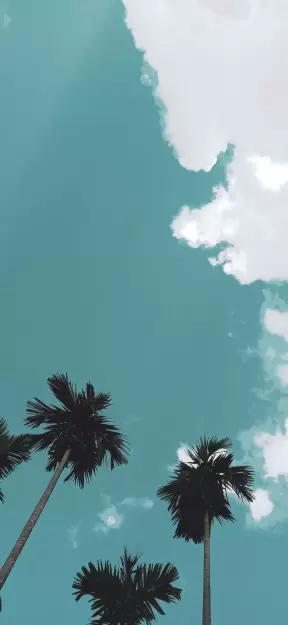 palm trees and blue sky