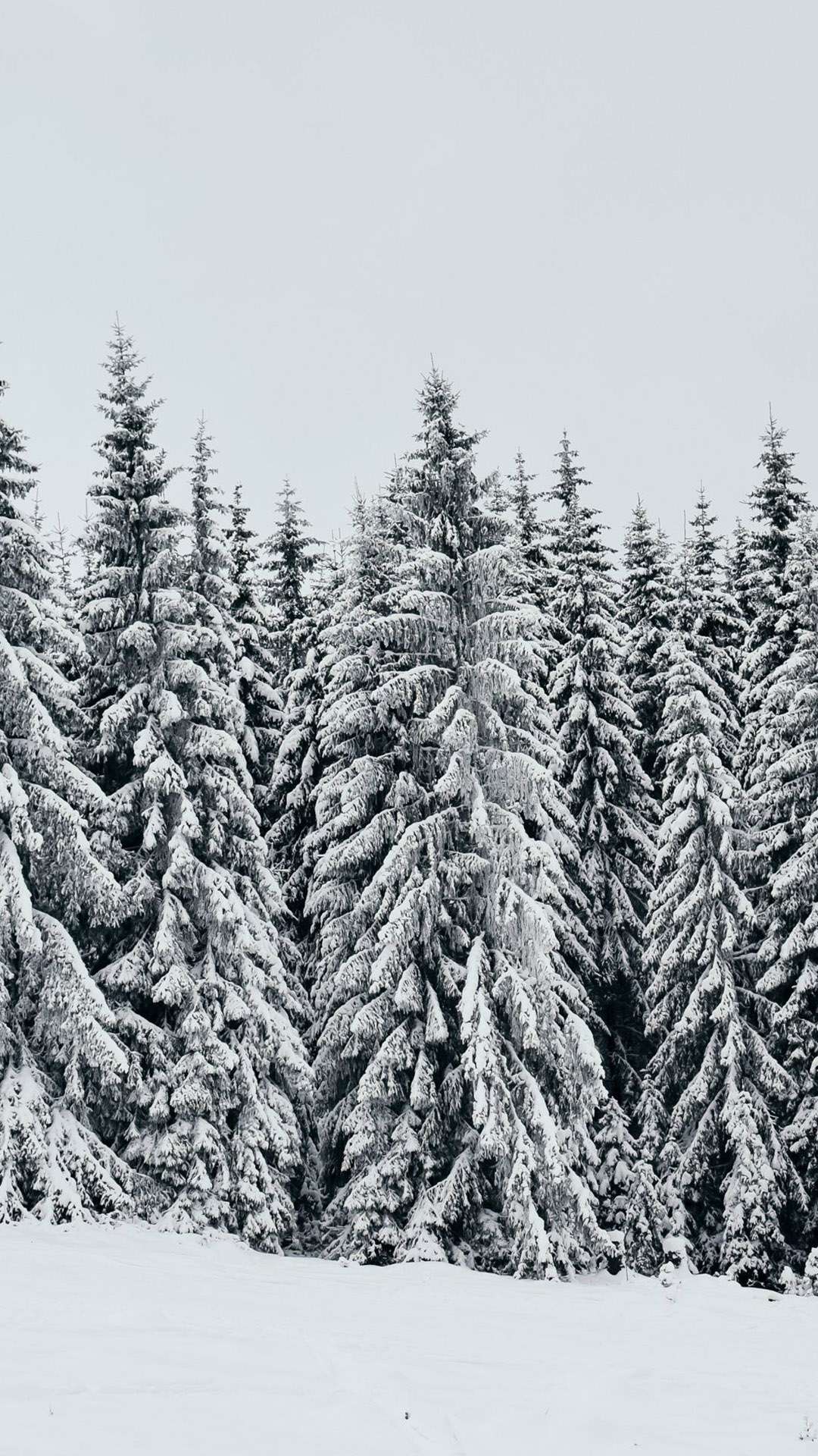 trees in snow